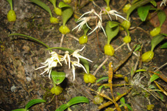Bulbophyllum mysorense